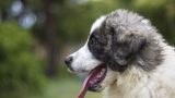 Cane Gastone muore dopo operazione e non riceve risarcimento morale