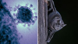 Nuovo coronavirus in brasile: scoperto legame con pipistrelli e rischio contagio umano