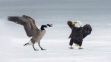 Incontro tra aquila americana e oca canadese: il fotografo cattura il momento straordinario