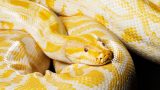 Un pitone albino ritrovato a Pistrino grazie a un gatto