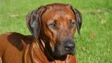 Addestratore ustionato a bologna brucia cane e provoca incendio in casa