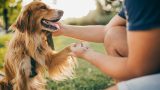 Insegnare al cane a stare seduto e dare la zampa: perché è importante