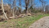 Blocco abbattimento alberi a milano: cosa succede al parco del ticinello