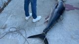 Sequestrano tonno rosso da 100 chili non idoneo al consumo a castellammare