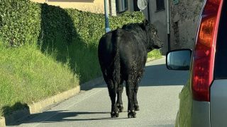 Toro in fuga a Oggiono carica donna davanti alla scuola