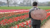 Campo di tulipani ad Arese: date, orari e costi per visitare l’evento milanese