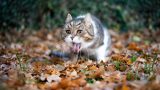 Gatto vomita: cosa significa e quando preoccuparsi