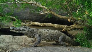 Coccodrillo raro fotografato in thailandia: una specie in pericolo