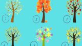 Scegli un albero e scopri il tuo lato nascosto sorprendenti rivelazioni