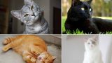 Scegliere il gatto per conoscere te stesso: il test virale del momento
